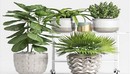 Plant set 53 3d Models MAX | TEX-缩略图
