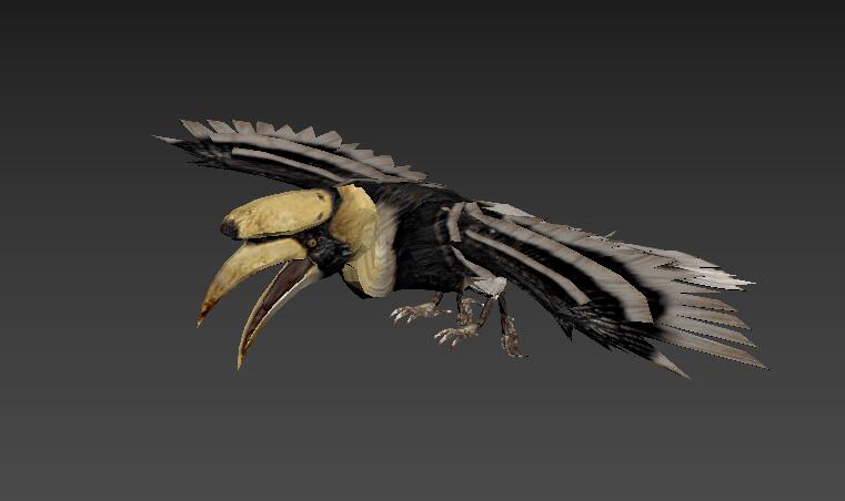 Hornbill犀鸟模型