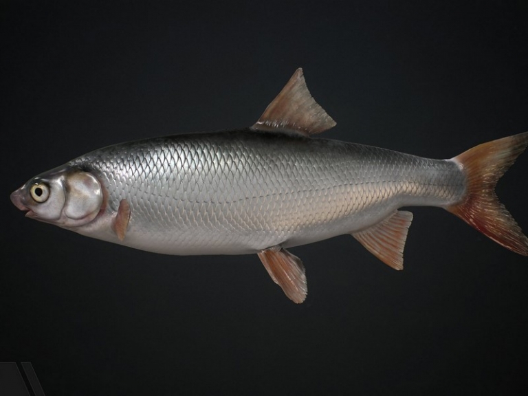 Common Nase – 3D Model