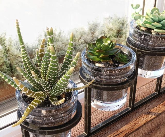 Succulents Plants Set