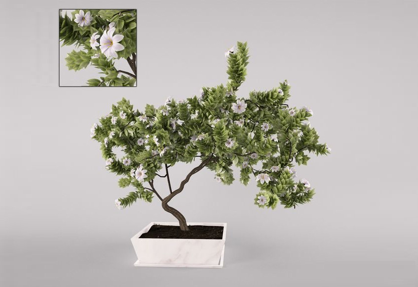 Flowering decorative tree