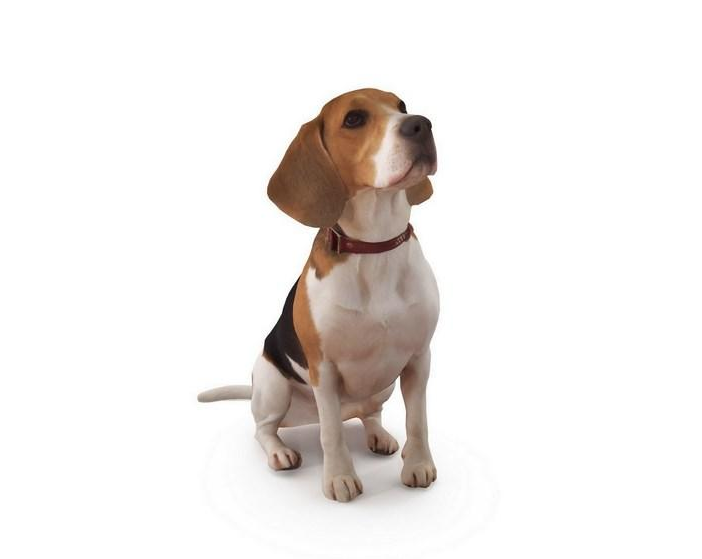 Dog #3 Full Body scanned 3d model