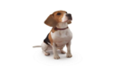 Dog #3 Full Body scanned 3d model-缩略图