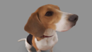 Dog #3 Full Body scanned 3d model-缩略图
