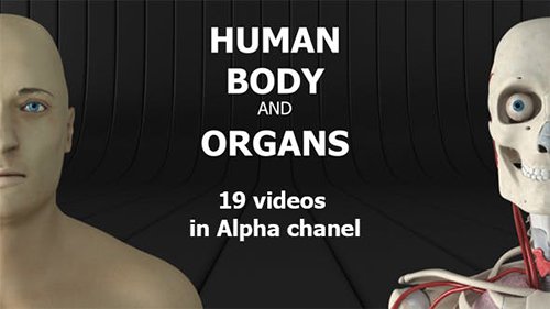 Human Body and Organs 20727612
