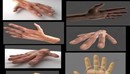 男性手3d模型Rigged Hands 3d model-缩略图