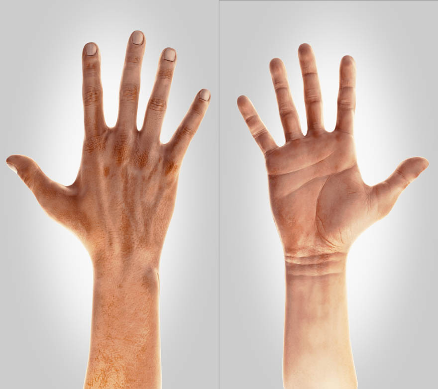 Realistic Rigged Hand For Blender