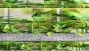 The collection of plants in pots 16-缩略图