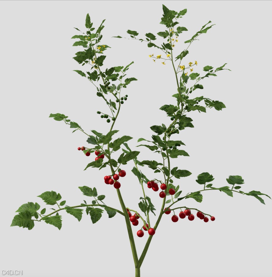农作物：番茄苗、番茄树、西红杮树C4D模型 Cherry Tomato 3d model