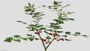 农作物：番茄苗、番茄树、西红杮树C4D模型 Cherry Tomato 3d model-缩略图