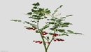 农作物：番茄苗、番茄树、西红杮树C4D模型 Cherry Tomato 3d model-缩略图