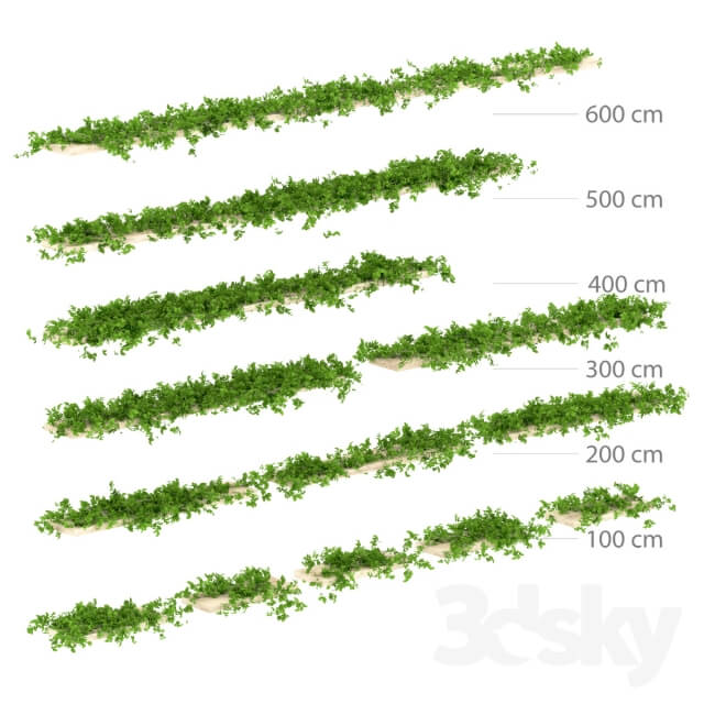 Leaves shelf. 13 species架子上的藤蔓植物模型