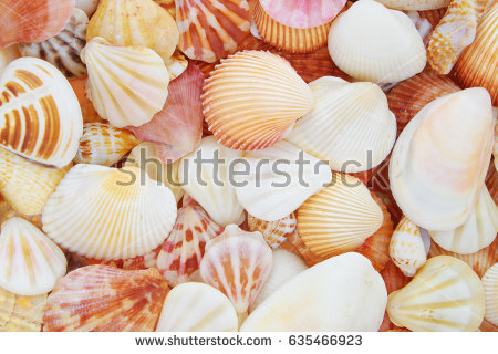 Abstract texture of shells