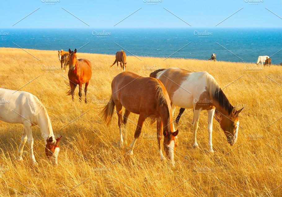 Horses near the sea
