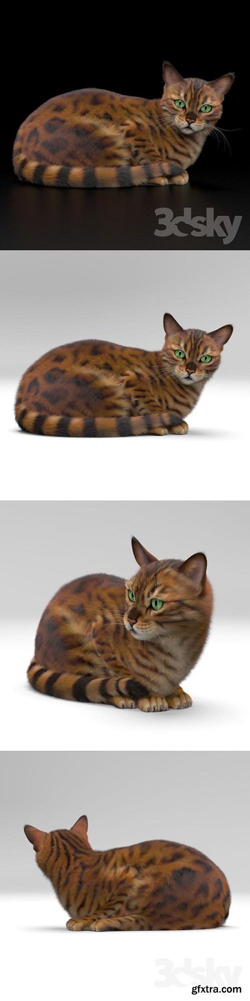 BENGAL CAT 3d Model