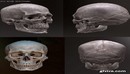 Human Skull 3D Model-缩略图