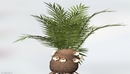 景观植物：铁树C4D模型 Cycadeoidea Gigantea-缩略图