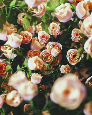Octane渲染器粉色玫瑰花植物花朵C4D模型 Octane Renderer Pink Rose Plant Flower ...