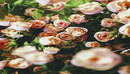 Octane渲染器粉色玫瑰花植物花朵C4D模型 Octane Renderer Pink Rose Plant Flower ...-缩略图