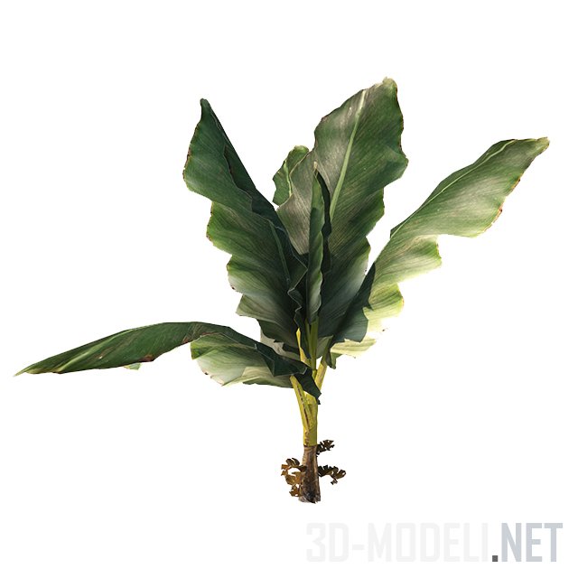 香蕉棕榈冠Crown of banana palm