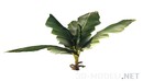 香蕉棕榈冠Crown of banana palm-缩略图