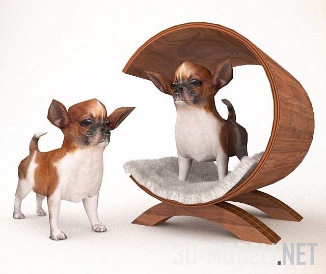 小狗在房子里chihuahua 奇瓦瓦