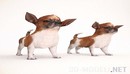 小狗在房子里chihuahua 奇瓦瓦-缩略图