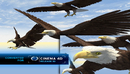 飞翔的老鹰3D模型（OBJ/C4D/3DS）Eagle-缩略图