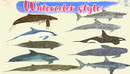 Cubebrush - Low Poly Big Fish Illustration Collection Animated-缩略图
