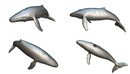 Cubebrush - Low Poly Big Fish Illustration Collection Animated-缩略图