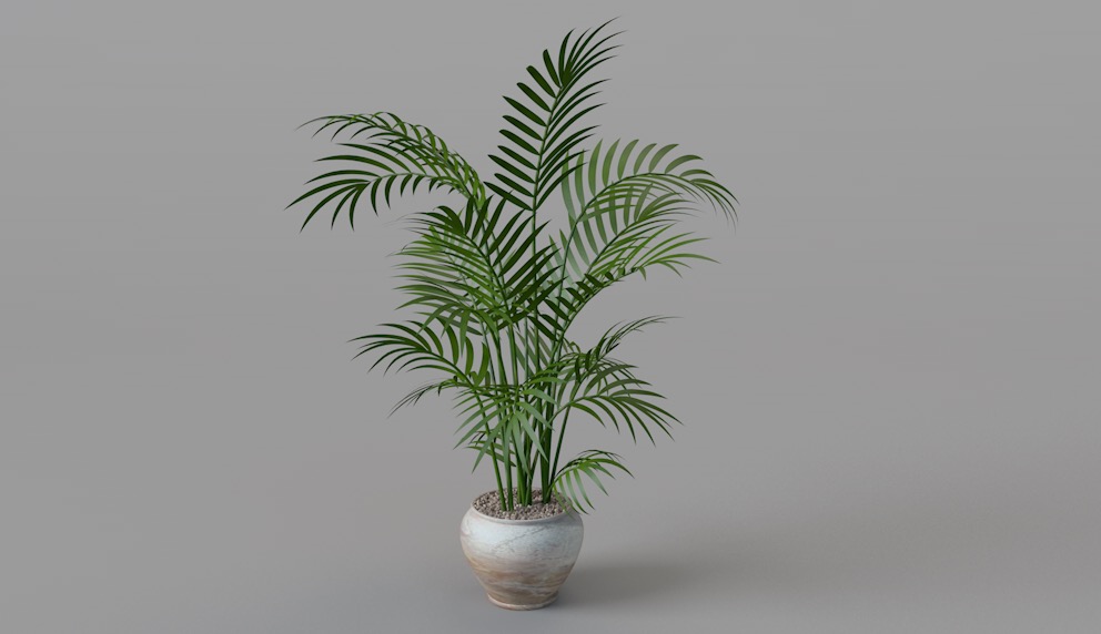 室内装饰植物：凤尾竹C4D模型 Bambusa multiplex