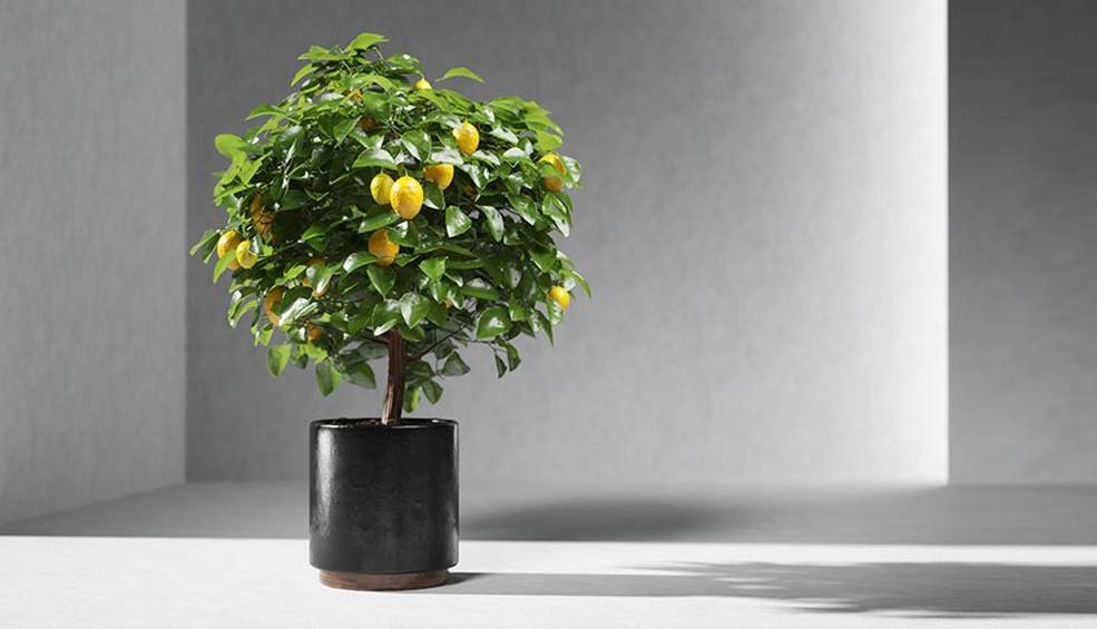 柠檬树盆景C4D模型 Lemon Tree