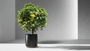柠檬树盆景C4D模型 Lemon Tree-缩略图