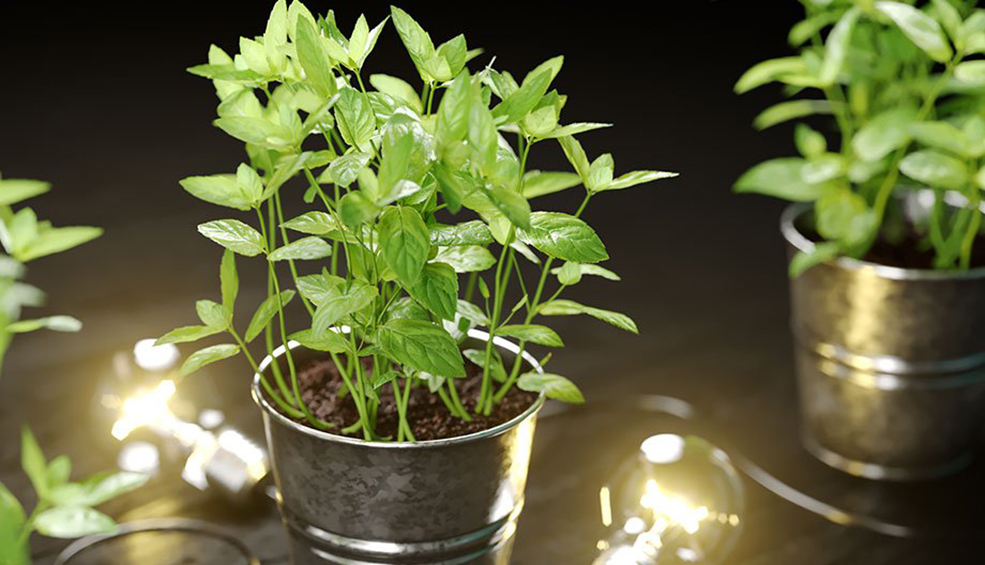 薄荷植物盆景C4D模型 Mint