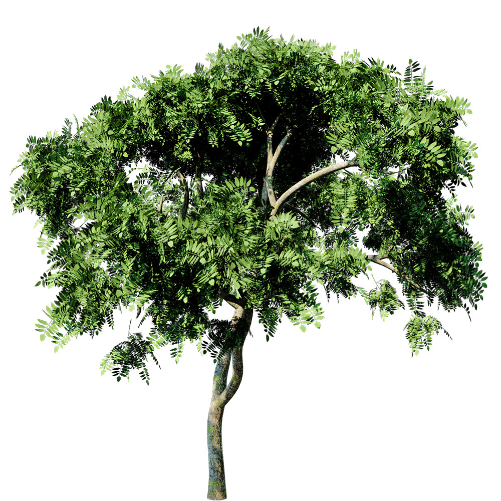 咖喱叶树C4D模型 Curry Leaf Tree