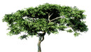 咖喱叶树C4D模型 Curry Leaf Tree-缩略图