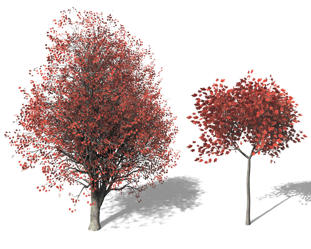 红枫树C4D模型 Red Maple