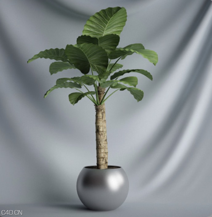 阔叶植物盆景、滴水观音树景观盆景C4D模型 Potted plant landscape