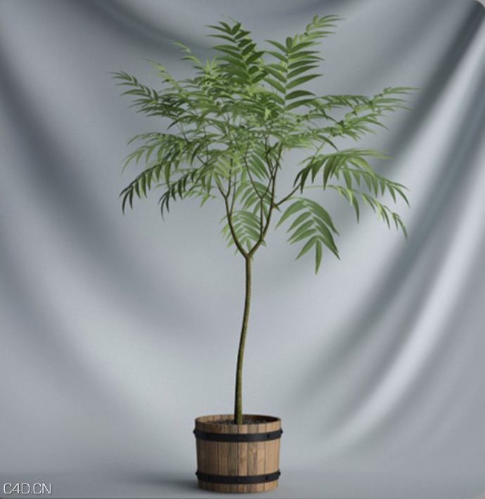 木桶盆景树C4D模型 Cask Bonsai Tree