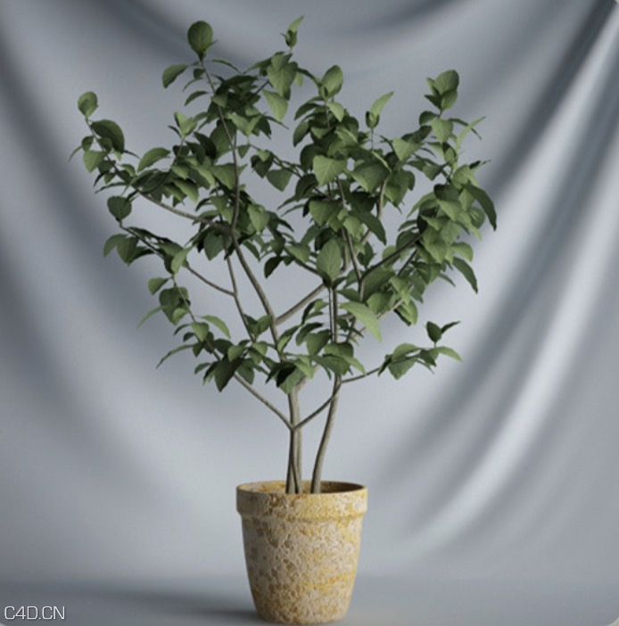 室内景观盆景树C4D模型 Bonsai Tree