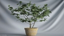 室内景观盆景树C4D模型 Bonsai Tree-缩略图