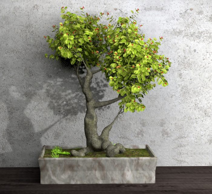 盆景树C4D模型 dwarf tree
