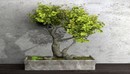 盆景树C4D模型 dwarf tree-缩略图