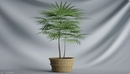 办公区景观植物盆景C4D模型 Landscape plant bonsai-缩略图