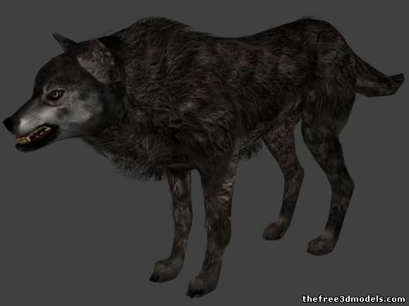 灰狼C4D模型 Grey Wolf C4D Model