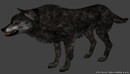 灰狼C4D模型 Grey Wolf C4D Model-缩略图