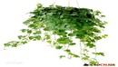 IvyGrower 1.2.1常春藤植物生长插件汉化版-缩略图