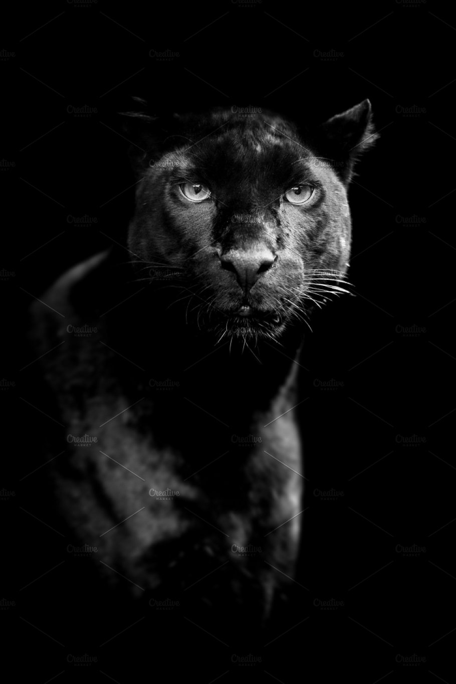 Black leopard on dark background