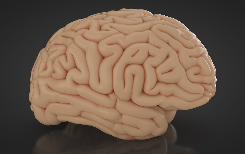 人体大脑C4D模型 Cerebro 3d model