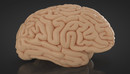人体大脑C4D模型 Cerebro 3d model-缩略图